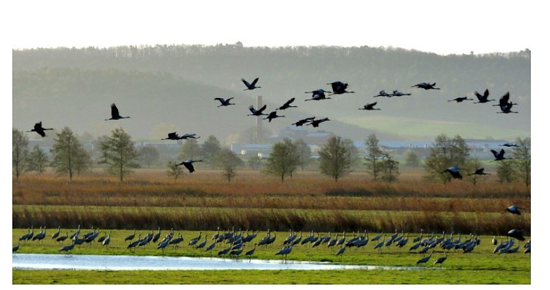 Kranichf&uuml;hrungen vormerken (Foto: Naturparkverwaltung)