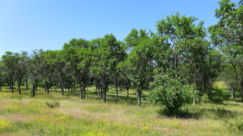 Streuobstwiese in Buchholz (Foto: S.Staubitz)