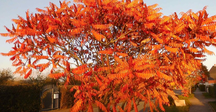 Herbstf&auml;rbung (Foto: Nnz-Archiv)