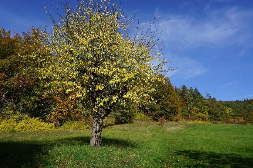 erbessert Waldstabilit&auml;t und Waldbiodiversit&auml;t: Gestufter, unregelm&auml;&szlig;ig verlaufender Waldrand mit Baum-, Strauch- und Saumzone zum Offenland (Foto: Th&uuml;ringenForst, Dr. Horst Spro&szlig;mann)