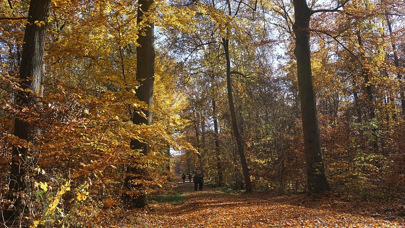 Herbst-Impressionen aus Thüringens Wäldern (Foto: Daniela Troeger) Herbst-Impressionen aus Thüringens Wäldern (Foto: Daniela Troeger)
