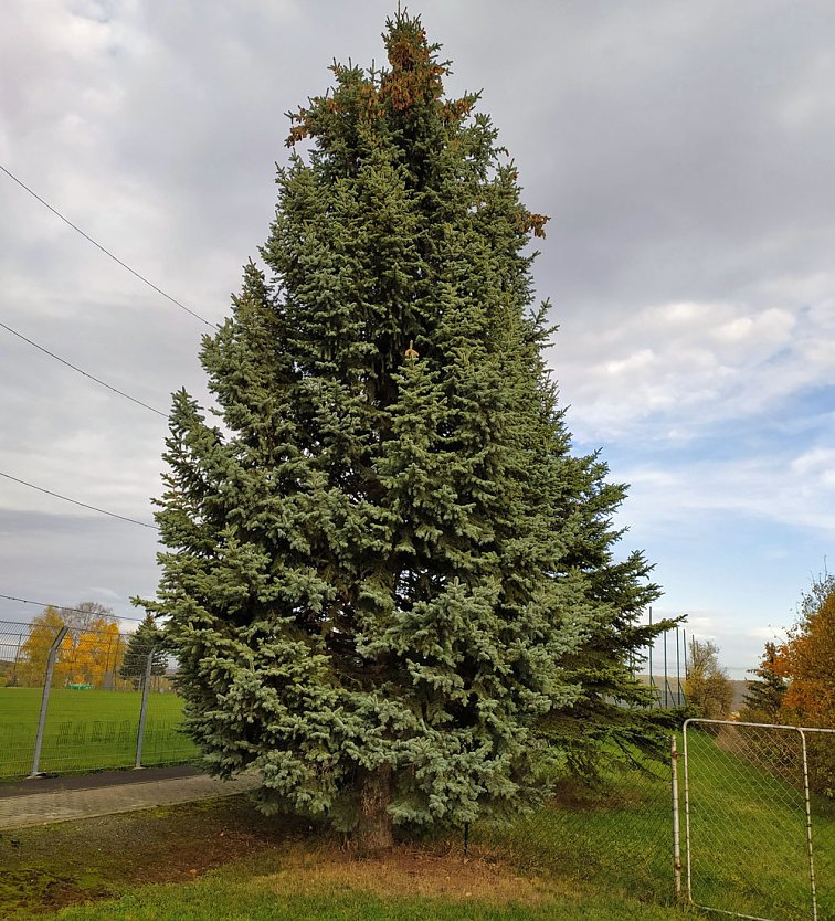 Weihnachtsbaum für den Markt gesichert (Foto: Heidrun Heise-Schinköth) Weihnachtsbaum für den Markt gesichert (Foto: Heidrun Heise-Schinköth)