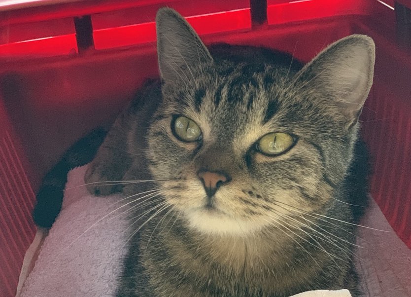 Die vermisste Katze Nelly (Foto: P.Fischer)