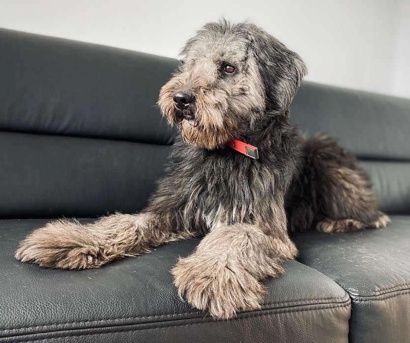 Tier der Woche: Olli (Foto: Tierheim Nordhausen)