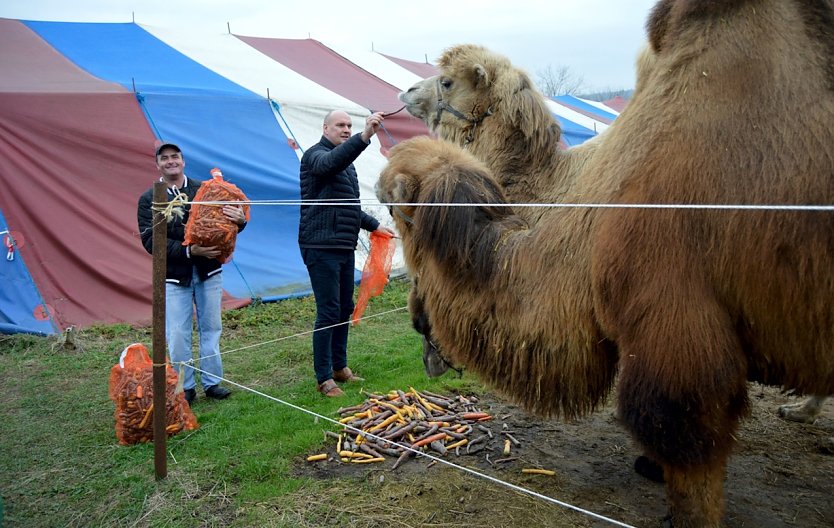 Steffen Grimm bringt Futter f&uuml;r die Zirkustiere (Foto: Stadtverwaltung Sondershausen)