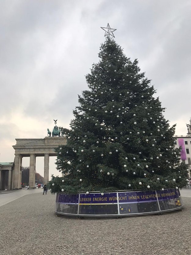 Th&uuml;ringer Colorado-Tanne vor dem Brandenburger Tor (Foto: M. Neubert )