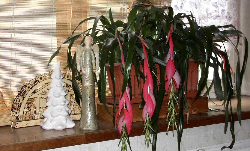 Bl&uuml;tenzauber zur Weihnachtszeit (Foto: Ulrich Reinboth, Kelbra)