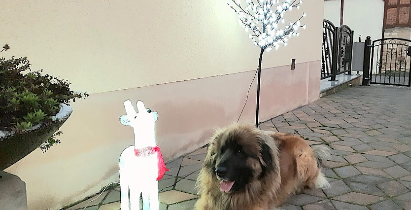 Unsere Gabby die ihrem Freund Gesellschaft leistet. (Foto: Anke Stein) Unsere Gabby die ihrem Freund Gesellschaft leistet. (Foto: Anke Stein)