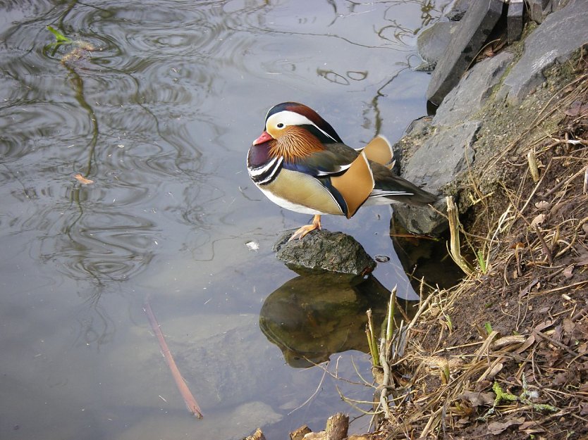 Die V&ouml;gel finden kaum noch R&uuml;ckzugsm&ouml;glichkeiten (Foto: W. Roth)