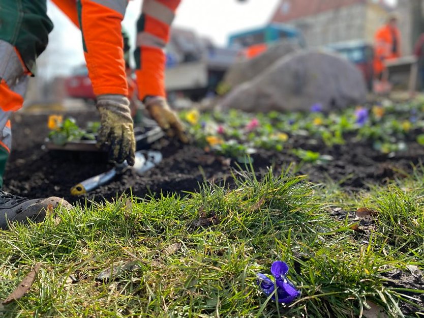 Fr&uuml;hjahrsbepflanzung in M&uuml;hlhausen (Foto: Stadtverwaltung M&uuml;hlhausen)