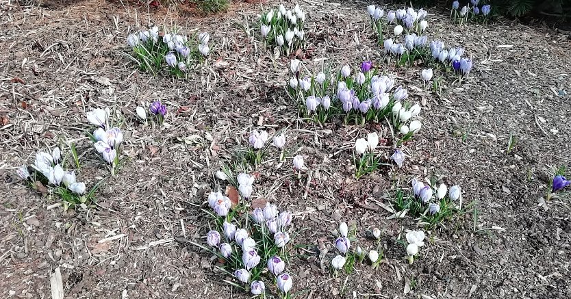 Fr&uuml;hlingsboten (Foto: W.J&ouml;rgens)