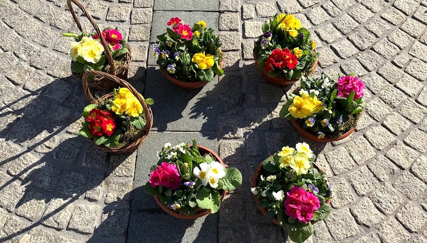 Blumenschalen auf dem Sondersh&auml;user Wochenmarkt (Foto: Eva Maria Wiegand)