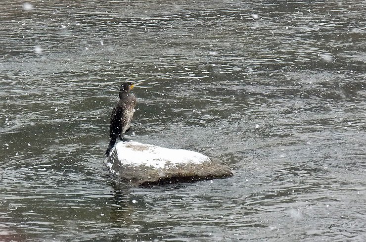 Beobachtungsposten f&uuml;r Enten? (Foto: Karl-Heinz Herrmann)