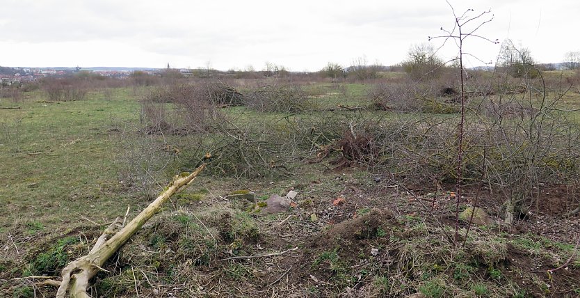 Hier befand sich einst ein R&uuml;ckzugsgebiet f&uuml;r viele Tierarten, sagen Anwohner (Foto: nnz)