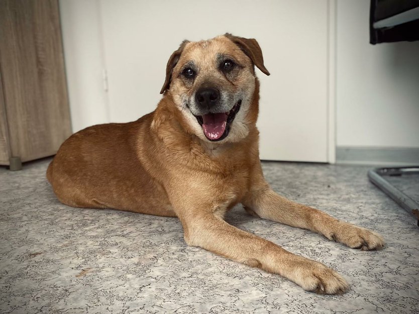 Tier der Woche: Rex (Foto: Tierheim Nordhausen)