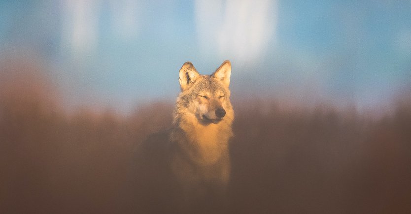 Junger Wolf in Gorischheide geniesst w&auml;rmende Herbstsonne (Foto: Heiko Anders)