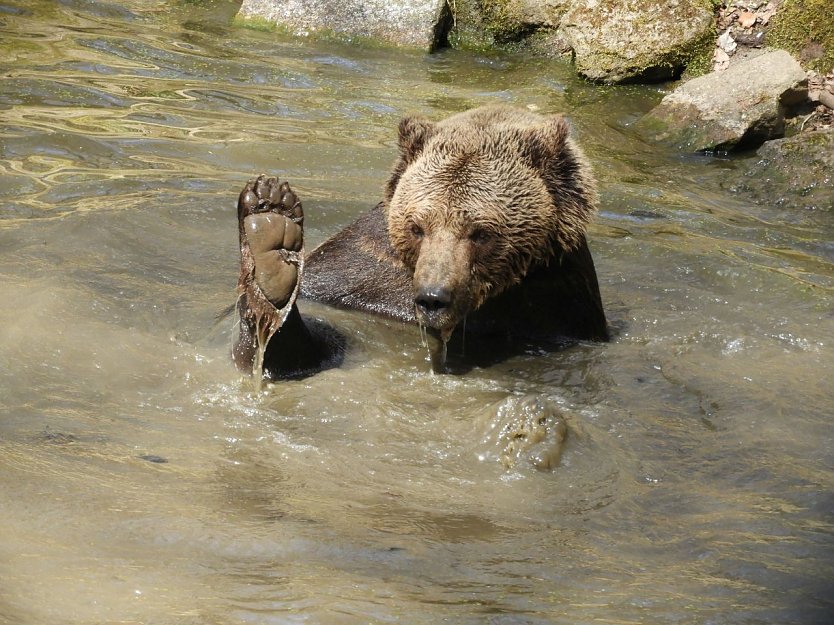 Fr&uuml;hlingserwachen im B&auml;renpark Worbis (Foto: B&auml;renpark Worbis)