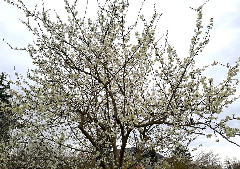 Pflaumenbl&uuml;te im April (Foto: Herr Leipold aus Sondershausen)
