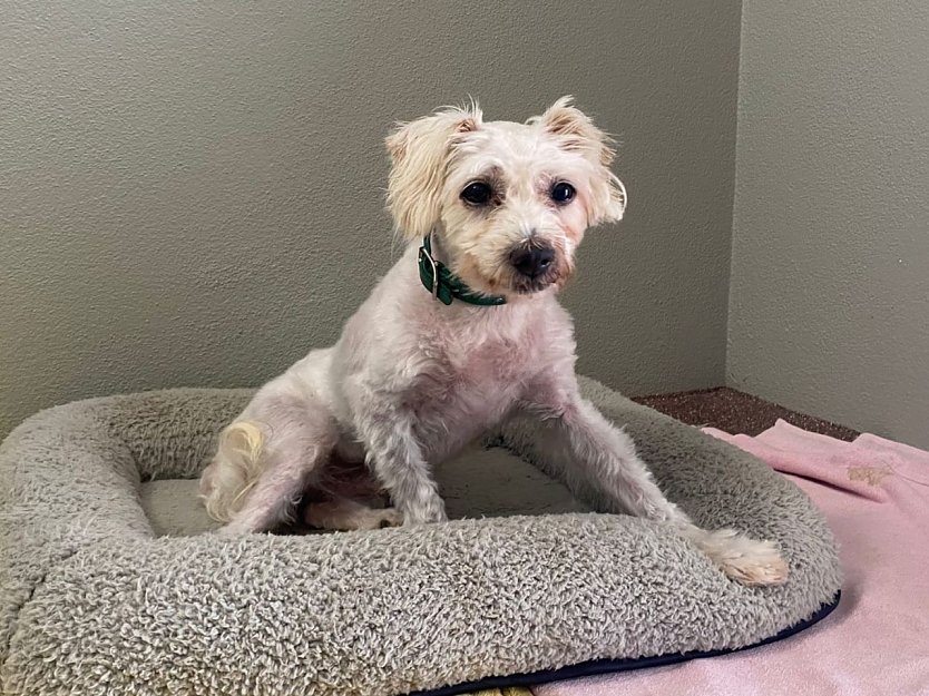 Tier der Woche: Bessi (Foto: Tierheim Nordhausen)