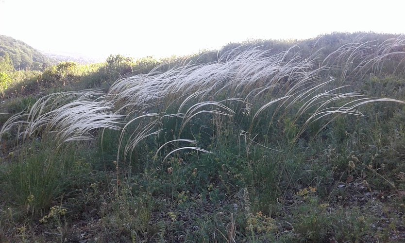 Das Echte Federgras (Stipa pennata) verf&uuml;gt im Naturschutzgebiet R&uuml;digsdorfer Schweiz &uuml;ber mehrere kleine Best&auml;nde. Die Vorkommen  geh&ouml;ren in Mitteleuropa zu den westlichsten dieser kontinental verbreiteten Steppenart und bed&uuml;rfen daher eines besonderen Schutzes. Mitglieder und Freunde sorgen auf zwei Vertragsfl&auml;chen durch gezielte Ma&szlig;nahmen f&uuml;r die Erhaltung dieser attraktiven Art.    (Foto: Bodo Schwarzberg)