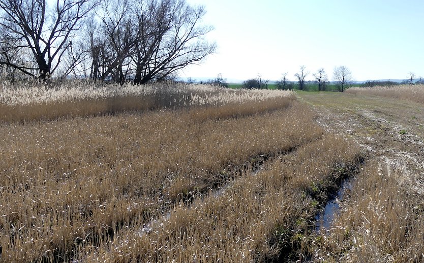 Nicht zu bewirtschaftende, nasse Bereiche vor der Ma&szlig;nahmenumsetzung (Foto:  &copy; LPV S&uuml;dharz/Kyffh&auml;user)