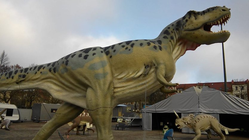 Der gefr&auml;&szlig;igste und gef&auml;hrlichste R&auml;uber auf dem Lande aller Zeiten war Tyrannosaurus Rex: Bis sieben Tonnen schwer, sechs Meter hoch und etwa 13 Meter lang soll er gewesen sein. (Foto: Kurt Frank)