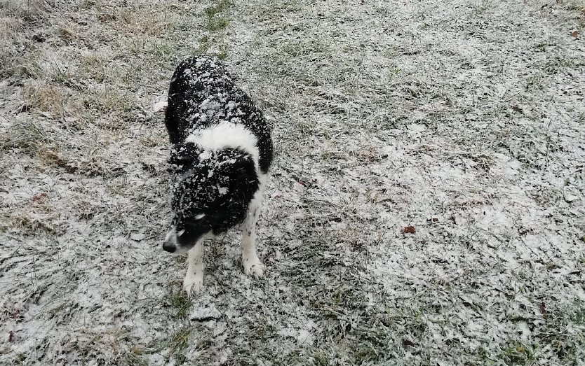 Die ersten Zeitgenossen haben schon sichtlich Spaß am Schnee (Foto: W.Jörgens) Die ersten Zeitgenossen haben schon sichtlich Spaß am Schnee (Foto: W.Jörgens)