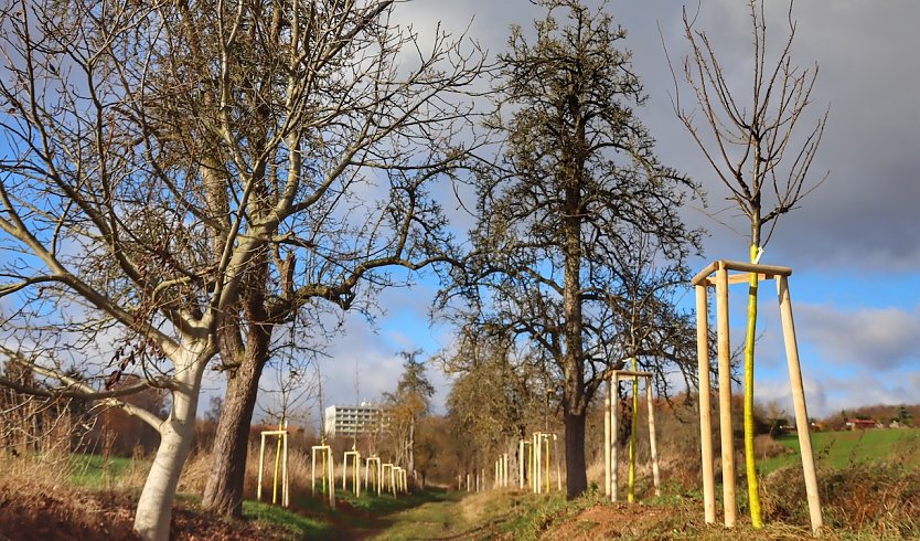 Nachpflanzung von achtzig B&auml;umen in der Windl&uuml;cke (Foto: SWG)