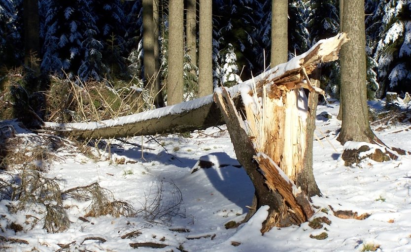 Bild: Winterst&uuml;rme haben gegen&uuml;ber Sommerst&uuml;rmen das gr&ouml;&szlig;ere Gefahrenpotenzial: Sie sind oft ausgedehnter, l&auml;nger andauernd und nicht selten auch intensiver. Waldbesuchende sollten dies insbesondere in den h&ouml;heren Gebirgslagen beachten