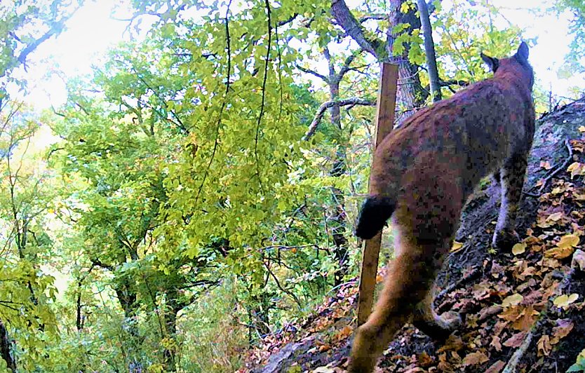 Luchs bei Norhausen im Videostandbild (Foto: Maik Engelhardt) Luchs bei Norhausen im Videostandbild (Foto: Maik Engelhardt)