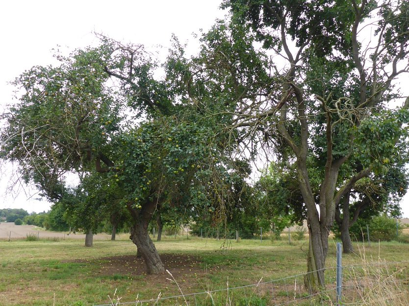 Die Streuobstwiese bei Ebeleben (Foto: Landschaftspflegeverband S&uuml;dharz/Kyffh&auml;user)