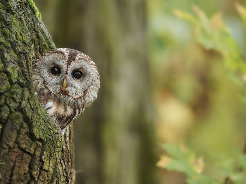 Waldkautz (Foto: Peter K&uuml;hn)