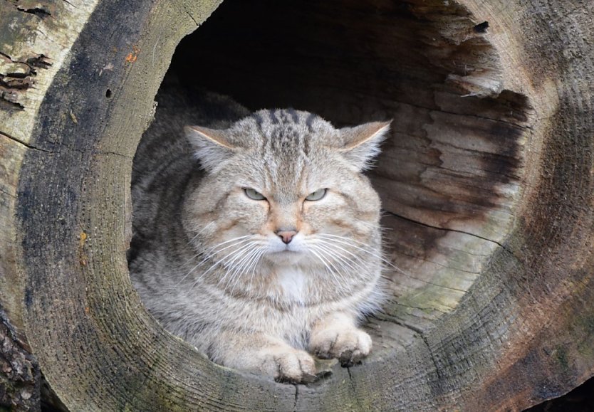 Wildkater Emil wartet auf G&auml;ste (Foto: K. Vogel)