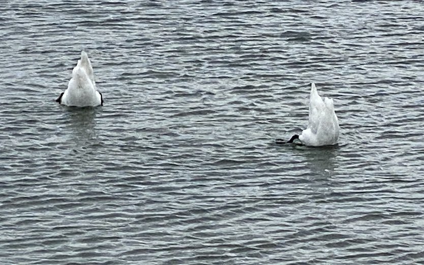 Am, auf und im Stausee  (Foto: oas)