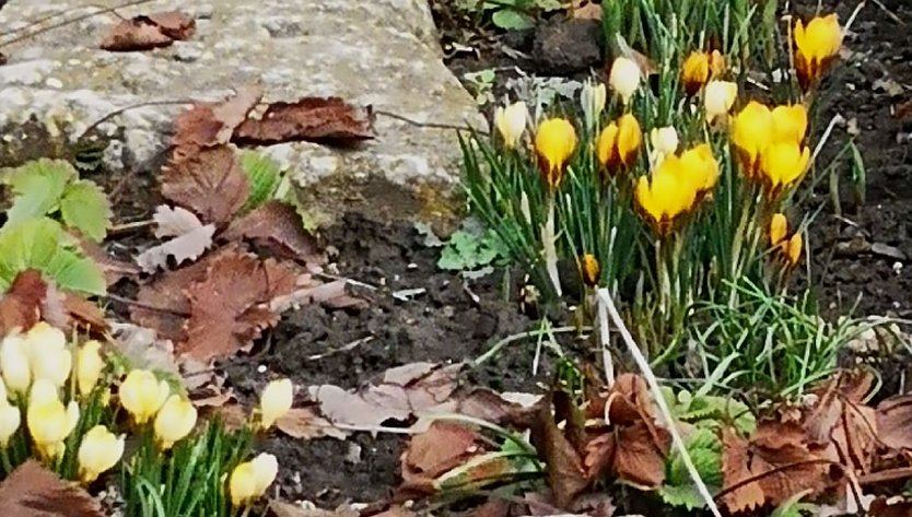 Fr&uuml;hbl&uuml;her (Foto: T.Leipold)