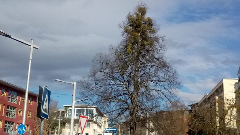 Noch relativ jung ist die Linde unterhalb der Rautenstra&szlig;e in Nordhausen, aber schon zu einer beachtlichen Gr&ouml;&szlig;e herangewachsen und die Stra&szlig;e pr&auml;gend. Aber ein starker Mistelbewuchs macht ihr das Leben schwer. Den Aufwand, den Schmarotzer zu entfernen und ein langes Leben des Baumes zu sichern, halte ich in diesem Fall f&uuml;r vertretbar. (Foto: Anton Adlerauge)