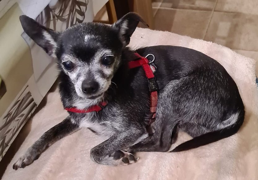 Bild: Kleiner Chihuahua R&uuml;de wartet im Tierheim Sondershausen auf seine Abholung