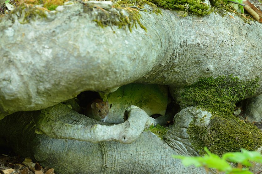 Mit etwas Gl&uuml;ck bekommt man auf dem Possen auch so einen Schnappschuss hin: eine Waldmaus (Foto: Thomas Stephan)