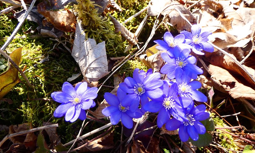 Leberbl&uuml;mchen in Gro&szlig;aufnahme (Foto: A.Apel)