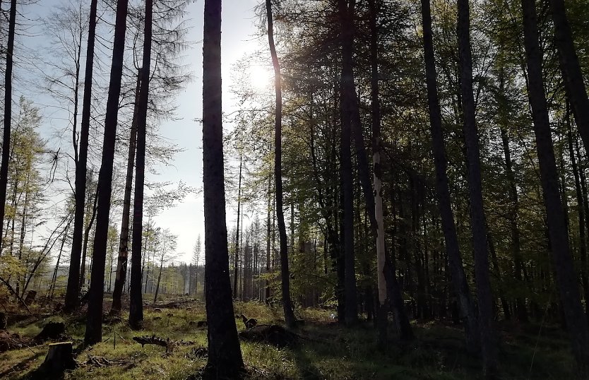 In Sophienhof waren es heute morgen 6 Grad, windstill und wolkenloser Himmel  (Foto: W.J&ouml;rgens)