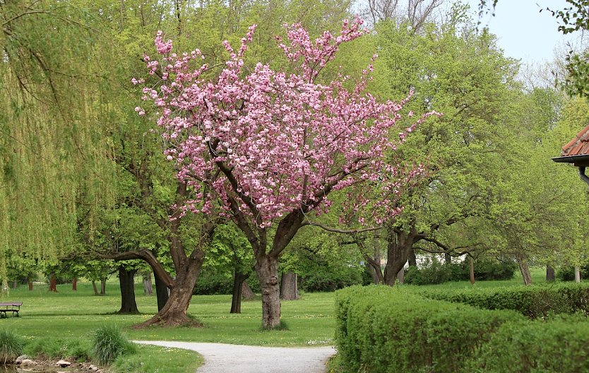Wandeln im fr&uuml;hlingshaften Sondersh&auml;user Schlosspark (Foto: Eva Maria Wiegand)