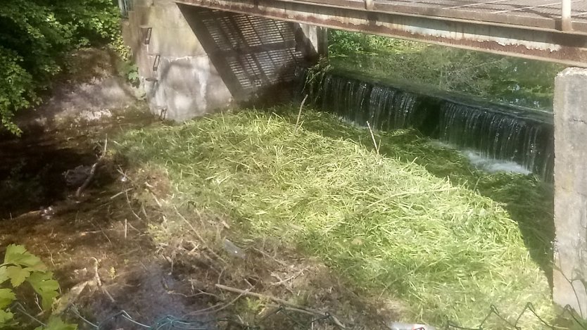 Ein unsch&ouml;ner Anblick, aber gewollt: Ein gr&uuml;ner Grasteppich bedeckt die Wasseroberfl&auml;che. Eine Art Stau, ben&ouml;tigt doch die Fischzucht das Wasser der Salza. (Foto: Kurt Frank)