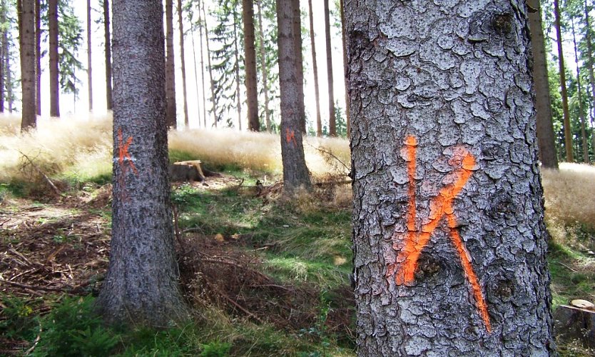 Gekennzeichnete K&auml;fer-B&auml;ume (Foto: Th&uuml;ringen Forst )