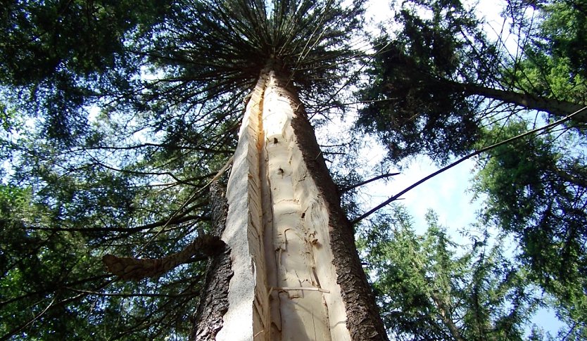 F&uuml;r einen Schutzsuchenden w&auml;re der Standort nahe am Baum t&ouml;dlich gewesen (Foto: Horst Spro&szlig;mann)