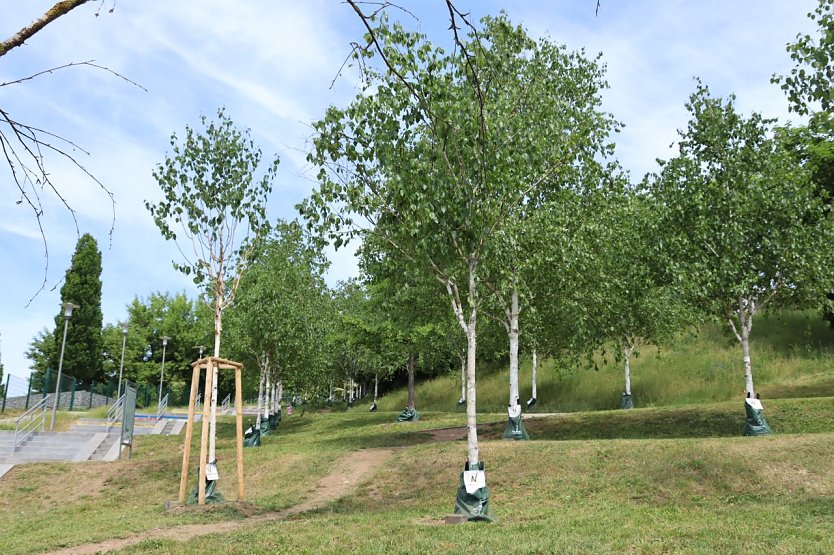 Giess&auml;cke sollen bei der Bew&auml;sserung des st&auml;dtischen Gr&uuml;ns helfen (Foto: Stadtverwaltung Nordhausen)