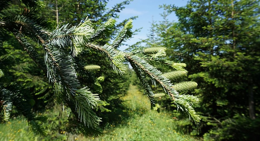 Ein Reinbestand Wei&szlig;-Tannen in Reih und Glied: Samenplantagen dienen der gesicherten Versorgung mit gesetzlich zugelassenem Saatgut, etwa f&uuml;r Waldumbau und Wiederbewaldung (Foto: Dr. Horst Spro&szlig;mann)