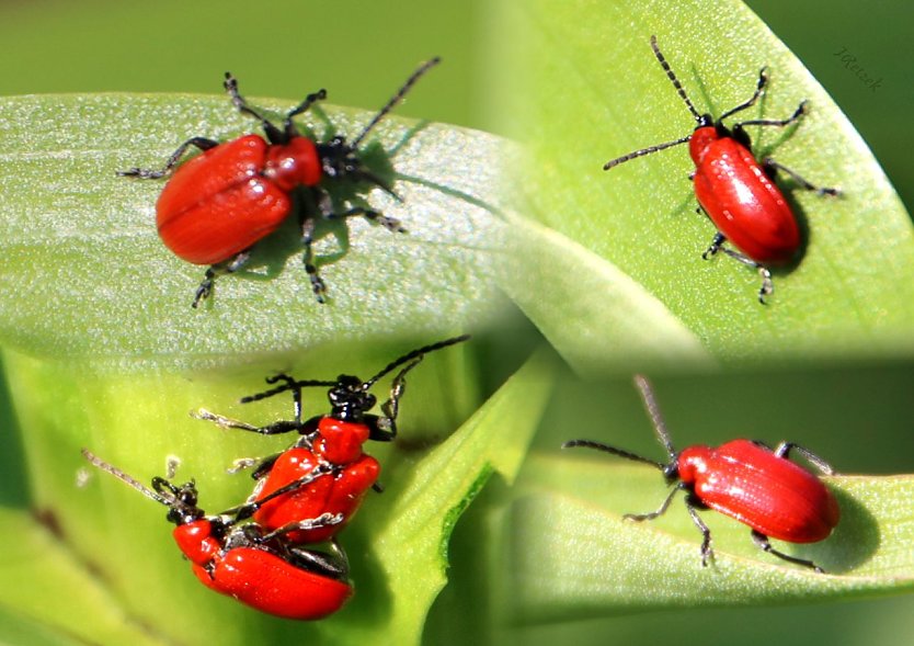 Lilienh&auml;hnchen (Foto: Joachim Retzek)