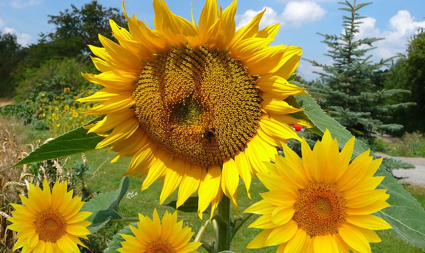 Sonnenblumenfest am 20. August (Foto: U.Reinboth)