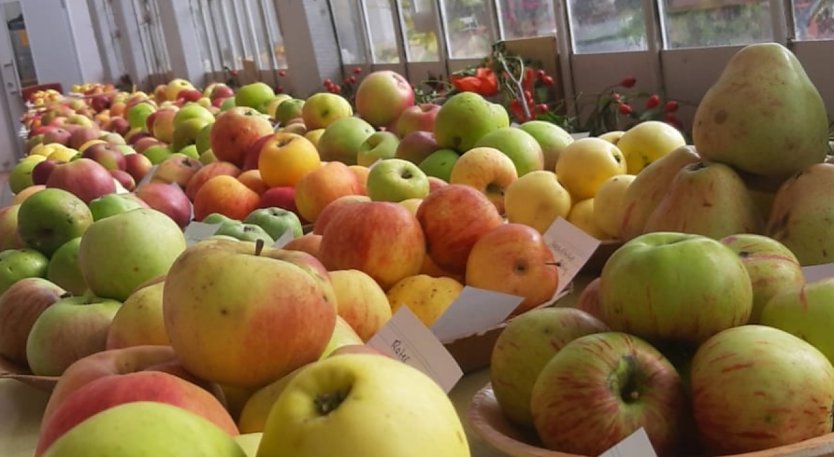 Au&szlig;ergew&ouml;hnliche Obstsorten werden in der Orangerie in Bendeleben gezeigt (Foto: Karsten Stiehler)