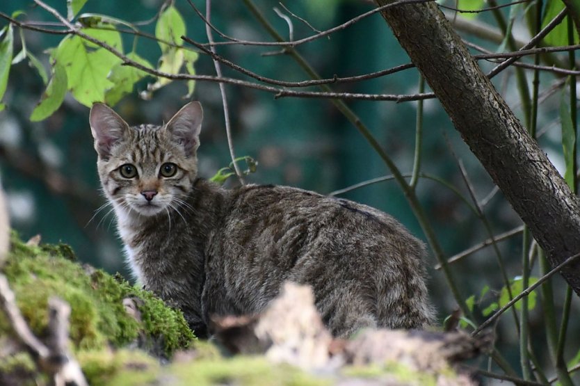 Der junge Wildkater Franz II. (Foto: B&auml;rbel Bawey)
